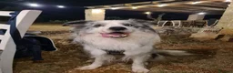 Border Collie cani per accoppiamento: Bellissimo Border con Pedigree per Accoppiamento a Provincia di Cremona - Annuncio 23