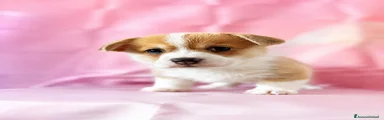 Corgi Pembroke Cucciolo 4