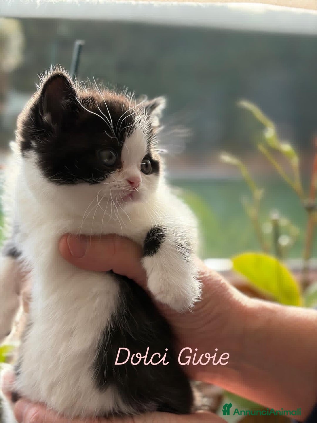 British gatti in vendita: British Shorthair bicolor black - Annuncio 12