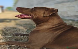 Pitbull cani in regalo: Jago, il rosso  a Città Metropolitana di Bari - Immagine 5