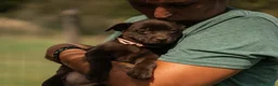 Australian Kelpie cani in vendita: Cuccioli Australian Kelpie  a Provincia di Siena - Annuncio 8