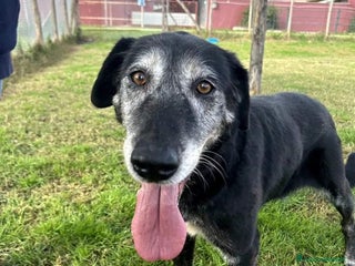 Meticcio cani Adozione del cuore - Margherita a Provincia di Latina - Annuncio 1