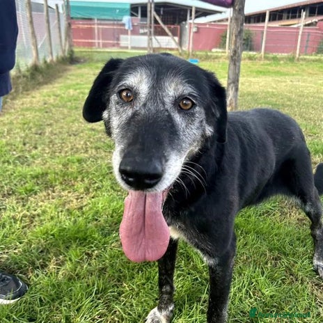 Meticcio cani a Provincia di Latina - Annuncio 10