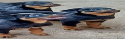 Rottweiler cani in vendita: Disponibili cuccioli Rottweiler  - Annuncio 23