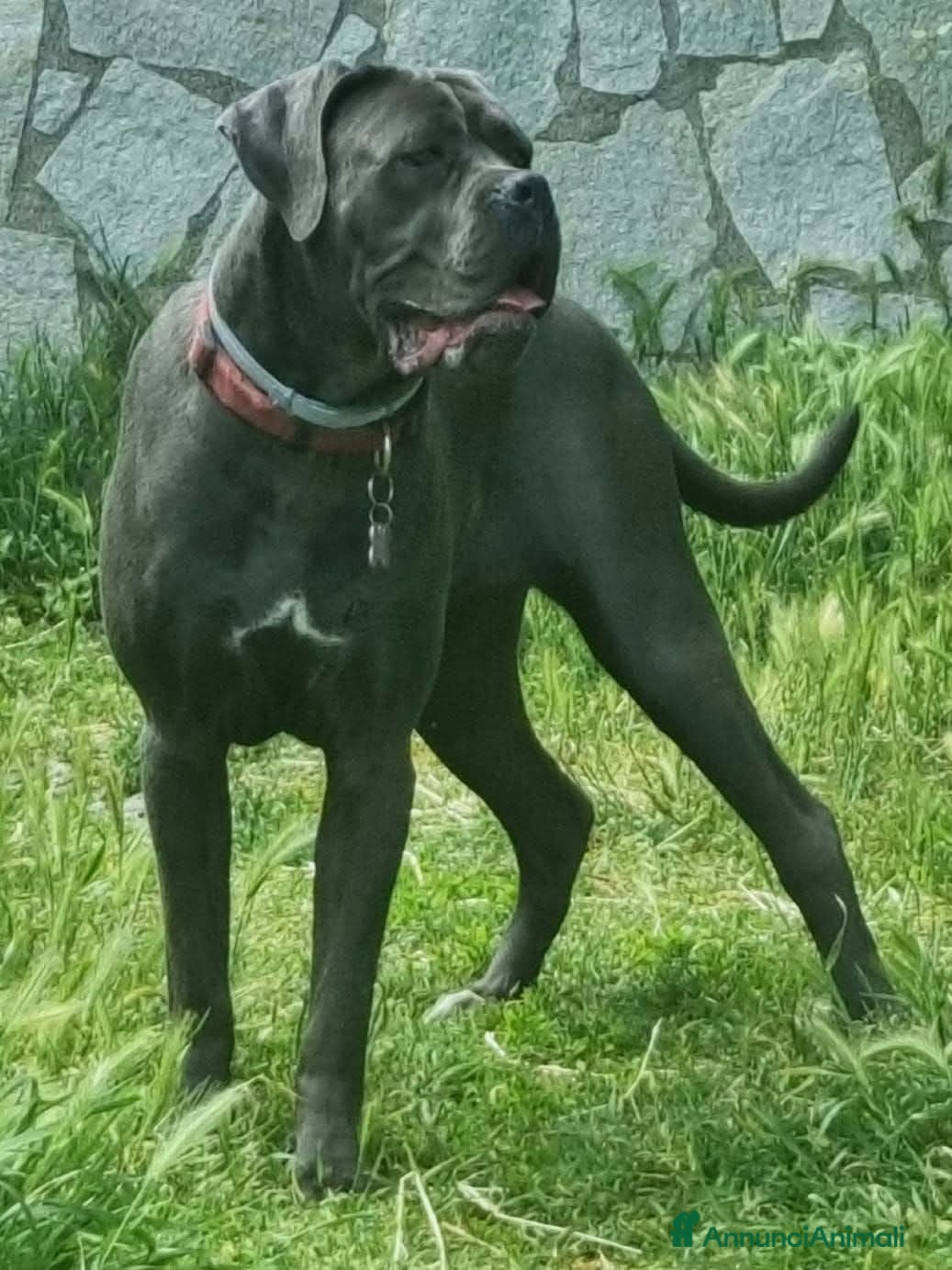 Cane Corso cani Cuccioli Cane Corso  - Annuncio 3