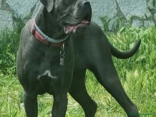 Cane Corso cani Cuccioli Cane Corso - Annuncio 3