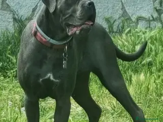 Cane Corso cani Cuccioli Cane Corso - Annuncio 3