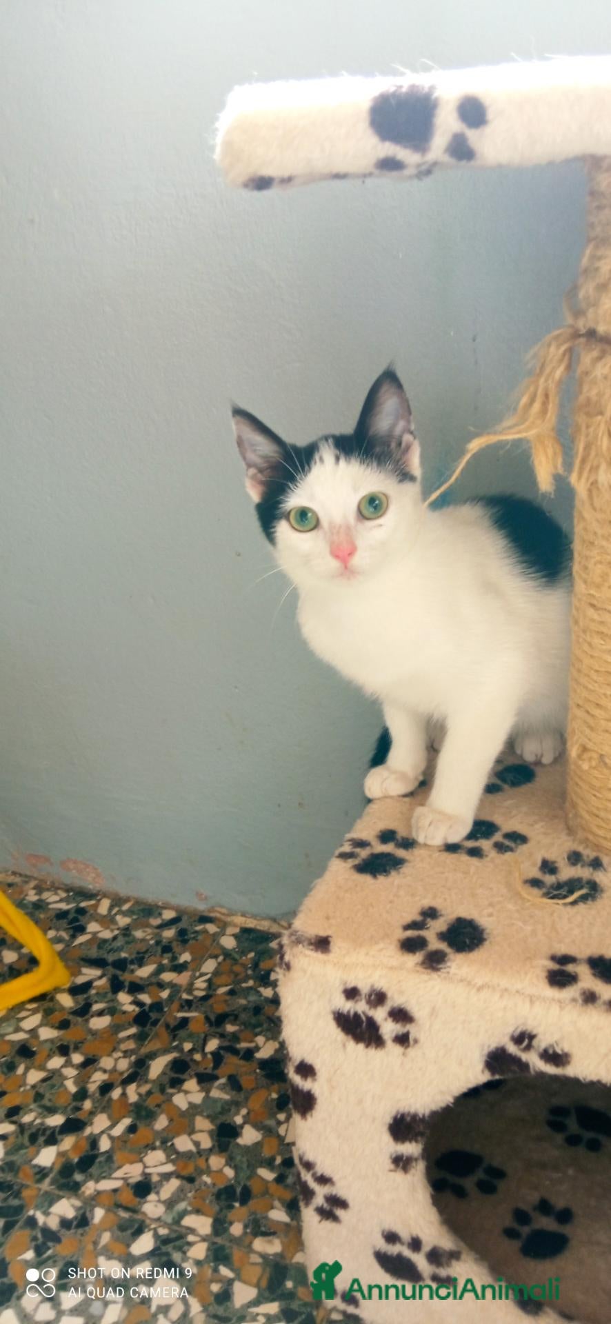 Altre razze gatti Micina di quasi quattro mesi cerca casa - Annuncio 14
