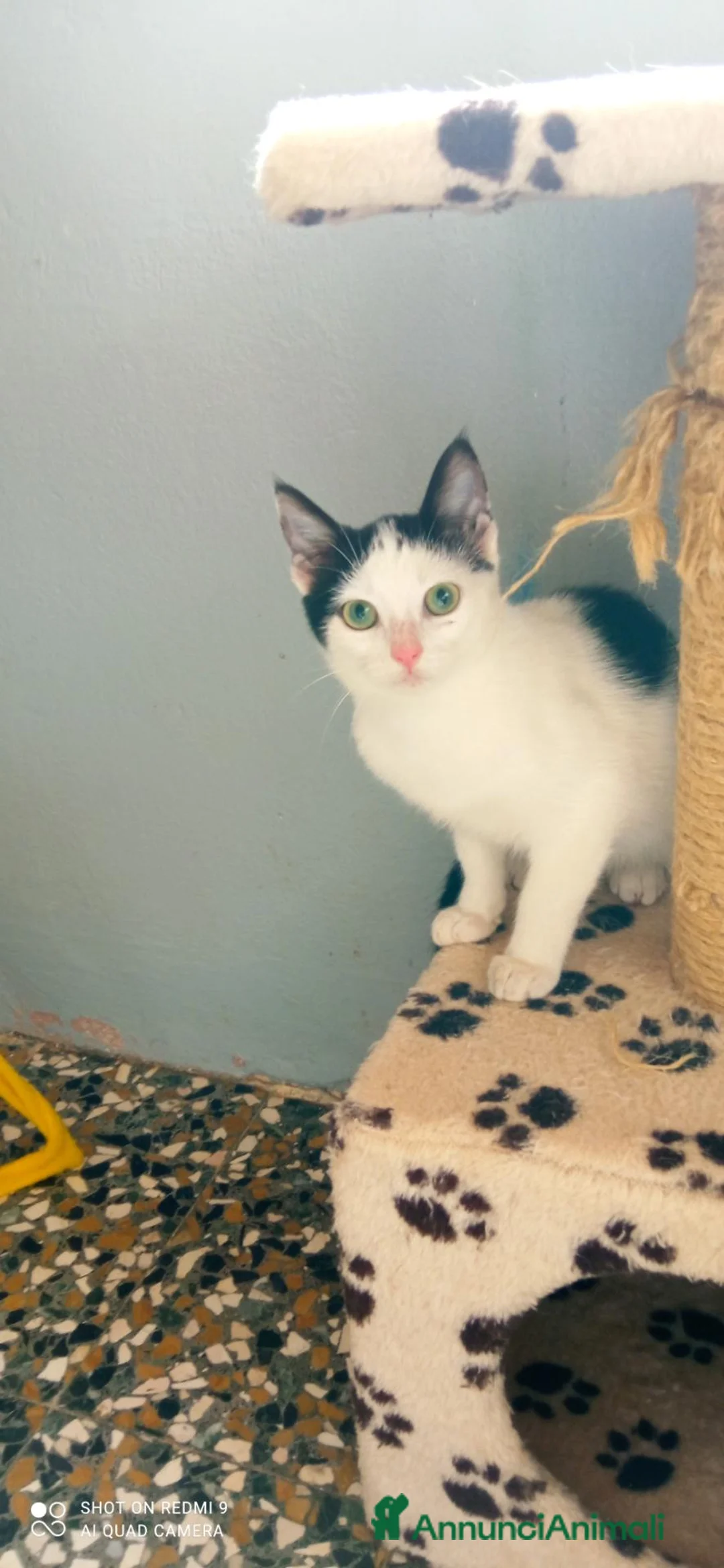 Altre razze gatti in regalo: Micina di quasi quattro mesi cerca casa - Annuncio 1