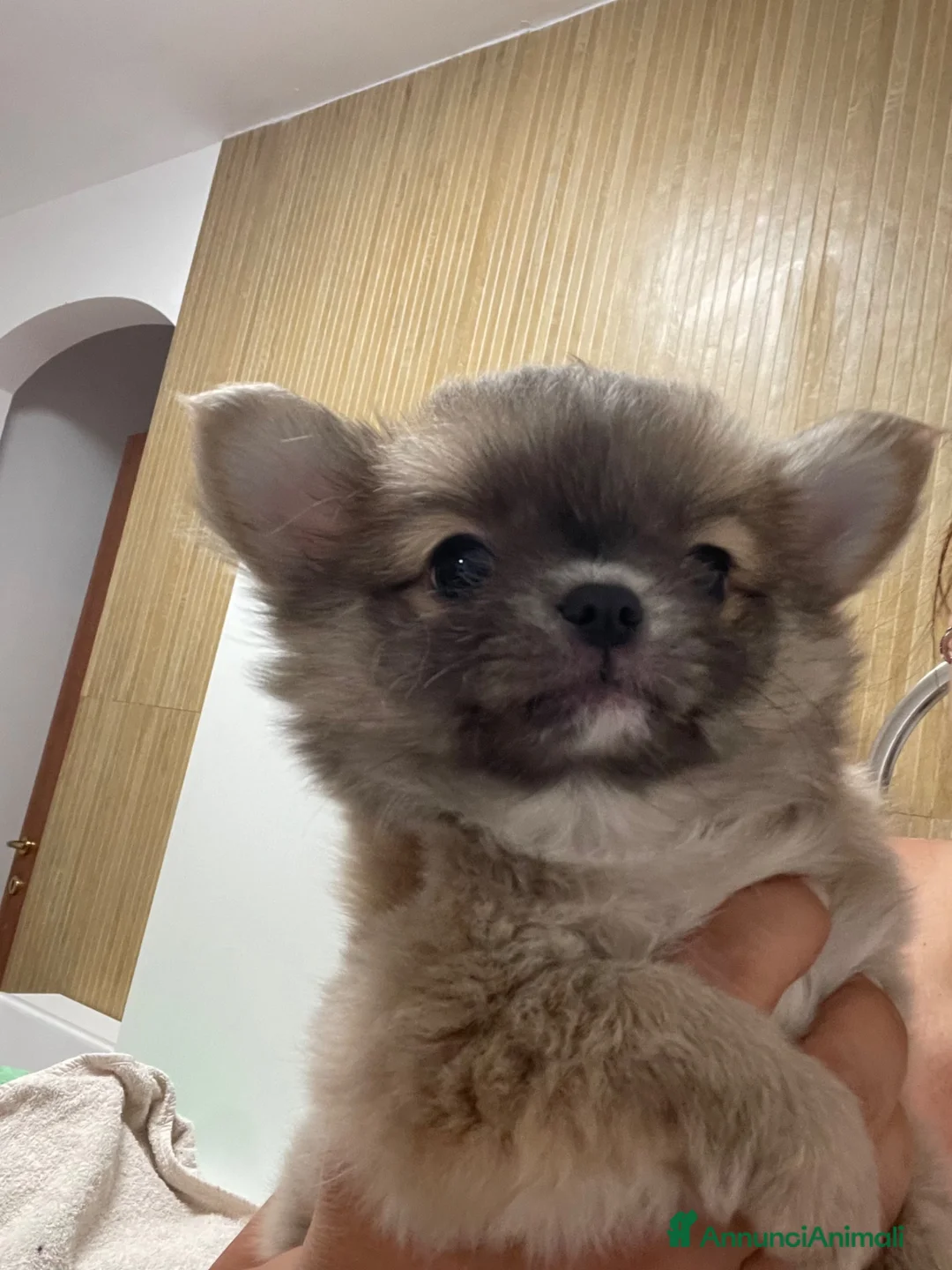 Chihuahua cani in vendita: Cuccioli di Chihuahua mini disponibili - Annuncio 2