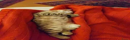 Bengala gatti in vendita: Gattina Bengala di 9 mesi - Annuncio 6