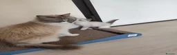 Ragdoll gatti in vendita: Ragdoll  - Annuncio 3