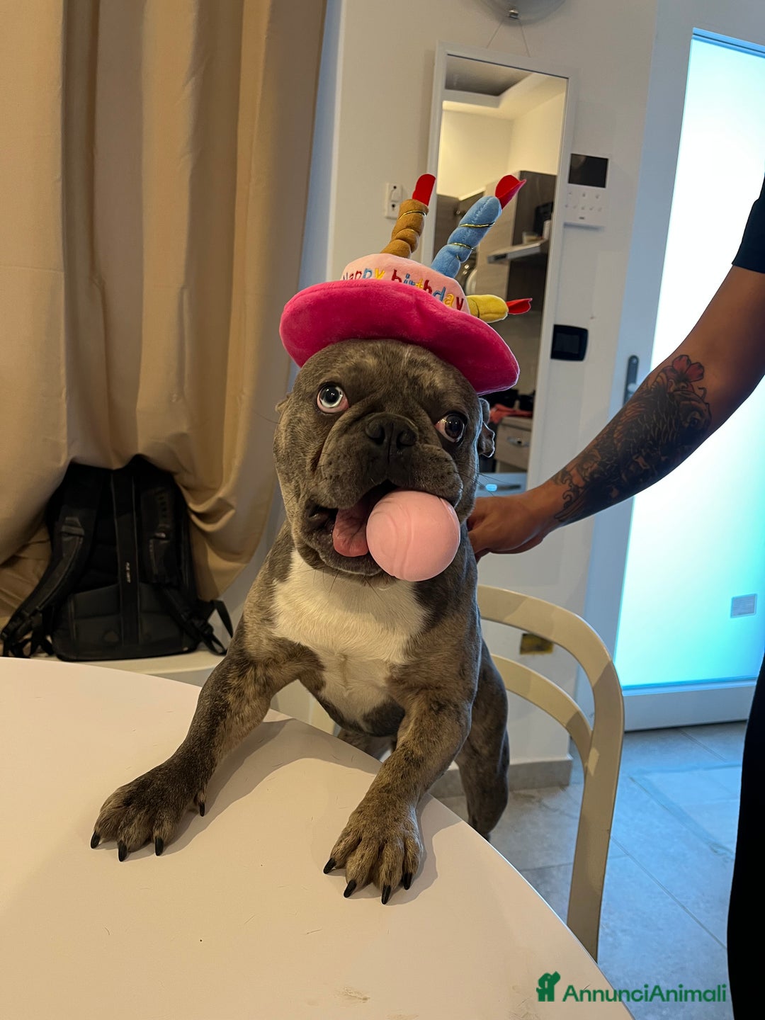 Bulldog Francese cani per accoppiamento: Bulldog Francese per accoppiamento - Annuncio 7