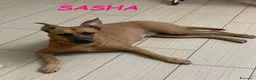 Meticcio cani in regalo: SASHA brava con gli altri cani a Città Metropolitana di Torino - Annuncio 1