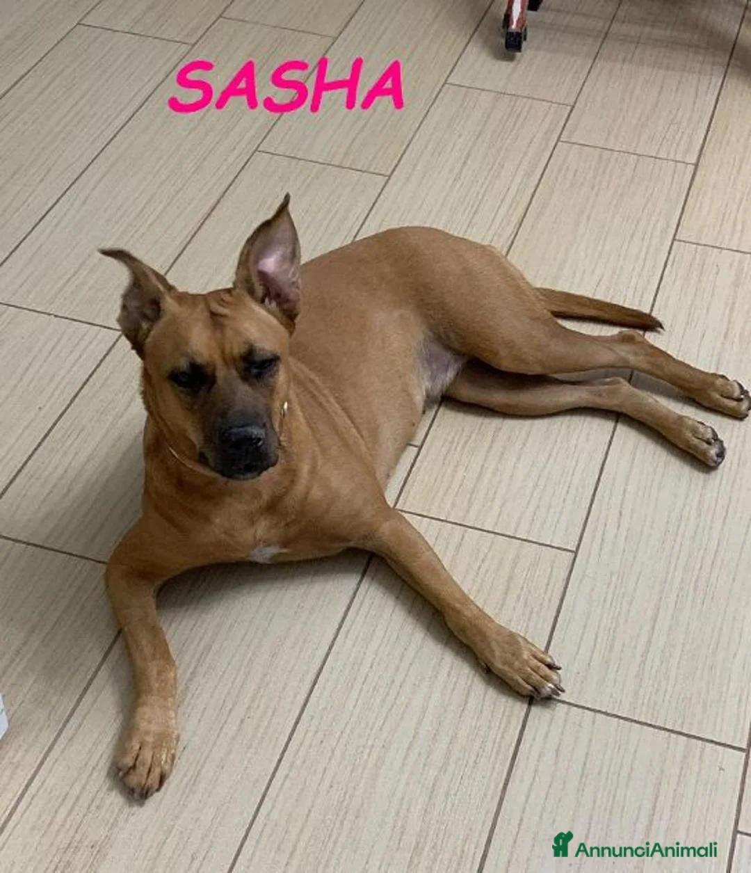 Meticcio cani in regalo: SASHA brava con gli altri cani a Città Metropolitana di Torino - Annuncio 1