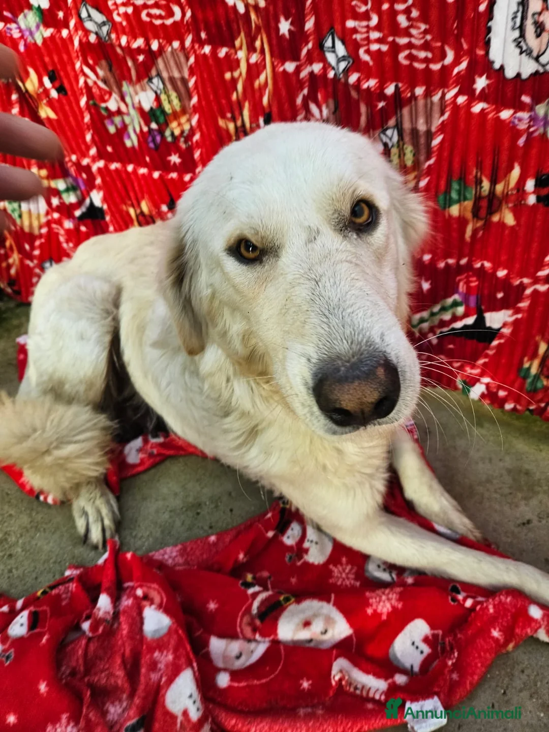 Meticcio cani in regalo: Sofia: docile, socievole, equilibrata - Annuncio 13