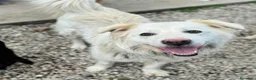 Meticcio cani in regalo: Margot 2 anni Taglia media grande - Annuncio 4