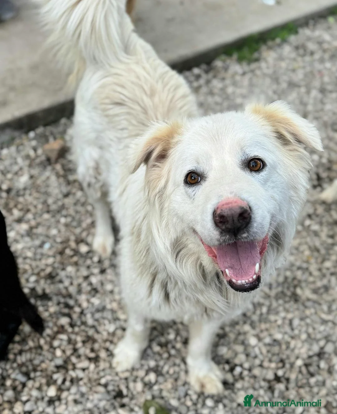 Meticcio cani in regalo: Margot 2 anni Taglia media grande - Annuncio 4