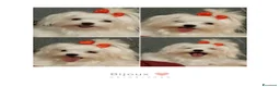 Maltese cani in vendita: Maltese linea coreana  - Annuncio 5