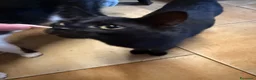Meticcio gatti in regalo: Gattini cercano casa a Città metropolitana di Catania - Annuncio 12
