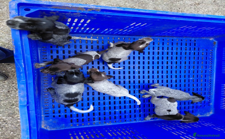 Meticcio cani - Annuncio 1