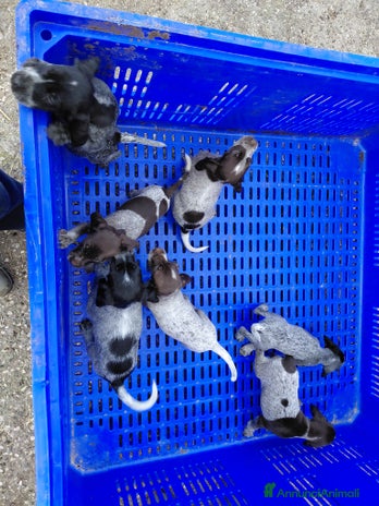 Meticcio cani - Annuncio 2