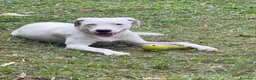 Meticcio cani in regalo: Alice - Annuncio 2