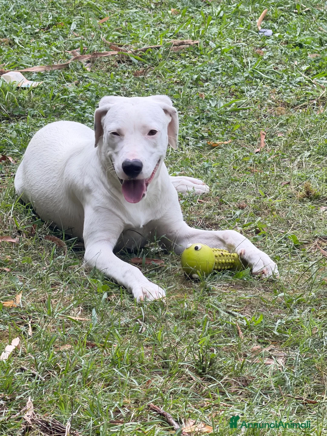 Meticcio cani in regalo: Alice - Annuncio 2