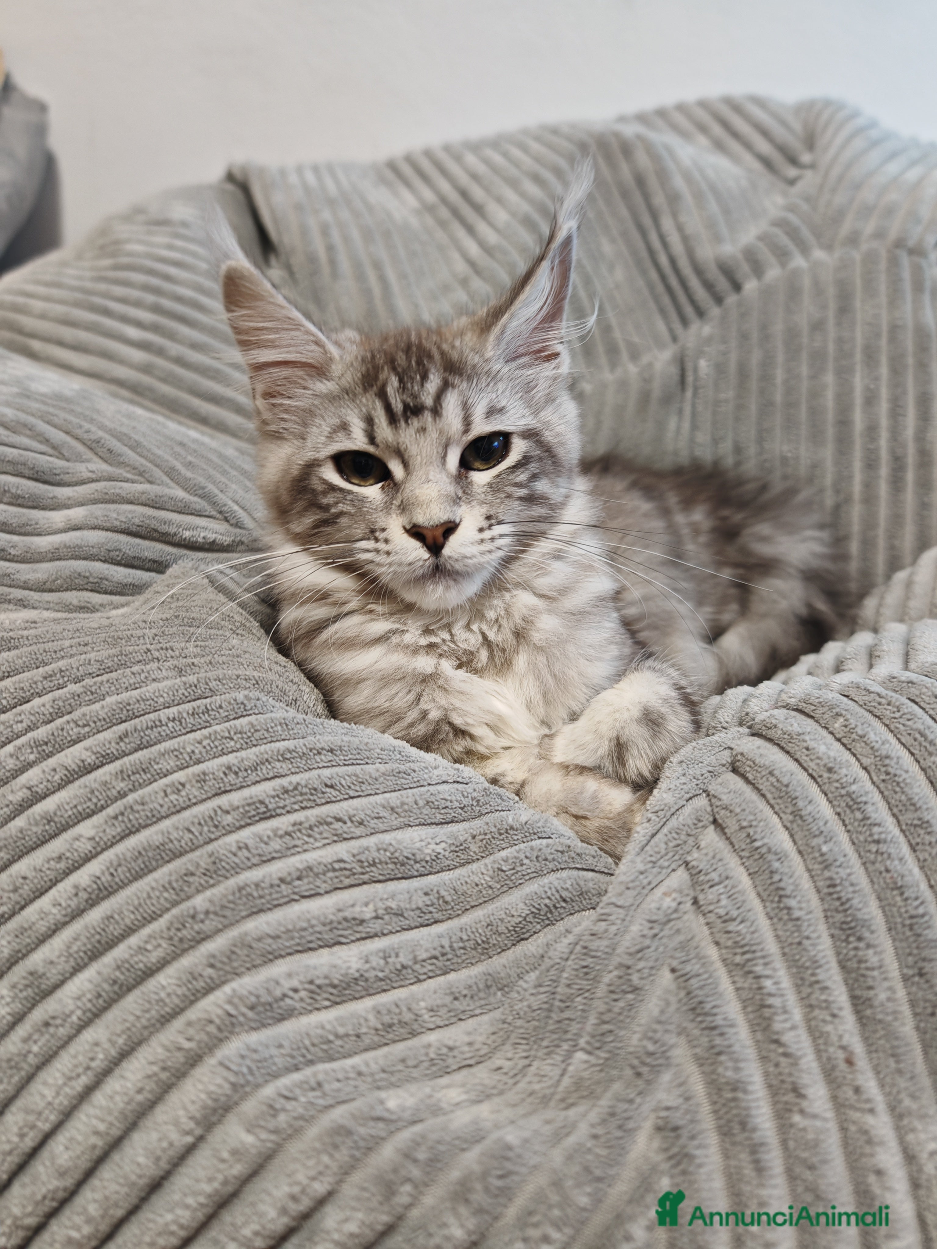 Maine Coon gatti Maine coon con pedigree - Annuncio 12