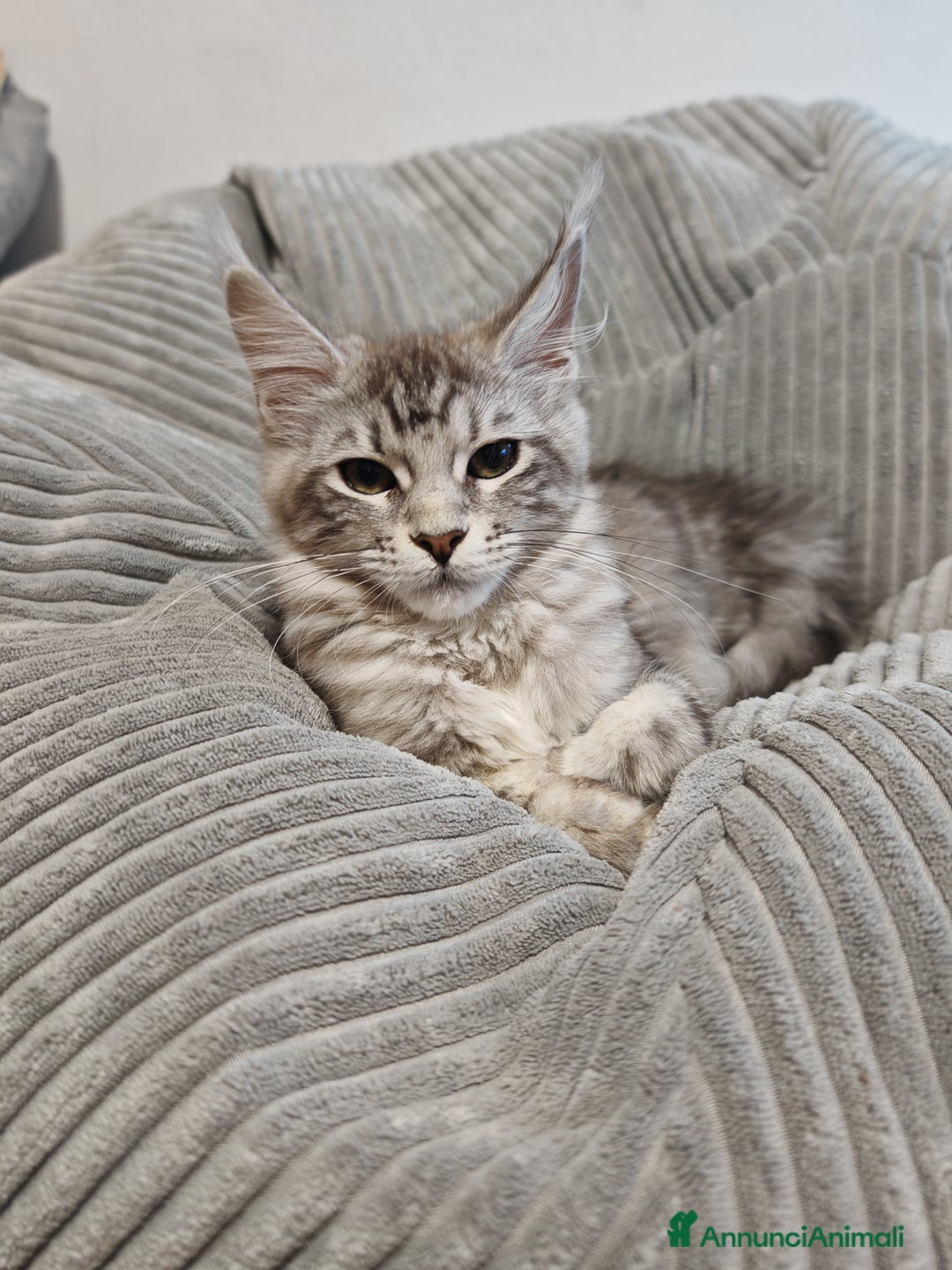 Maine Coon gatti in vendita: Maine coon con pedigree - Annuncio 1