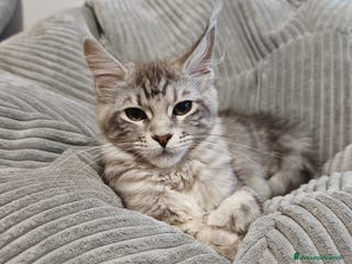Maine Coon gatti Maine coon con pedigree - Annuncio 12