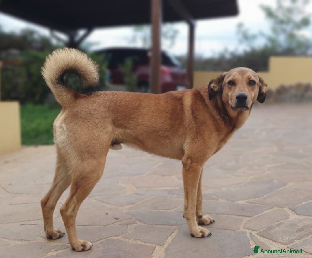 Meticcio cani in regalo: ACKICO,2 occhioni timidi e buoni a Pomezia - Annuncio 4