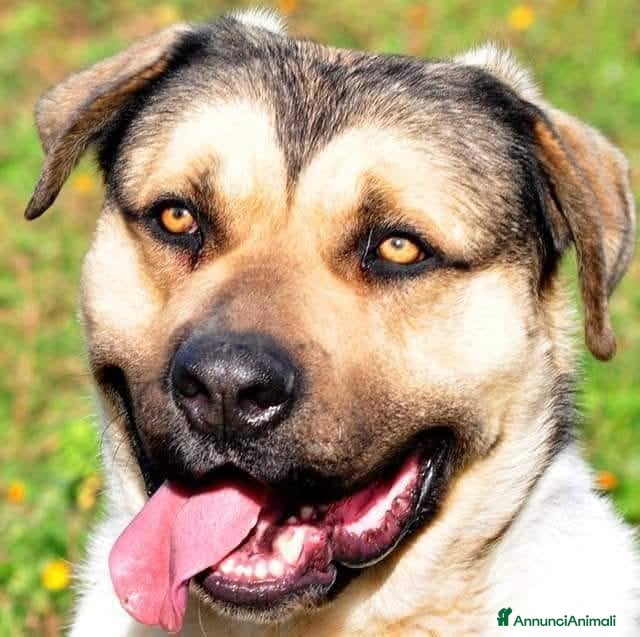 Meticcio cani Pablo cagnolone meraviglioso - Annuncio 38