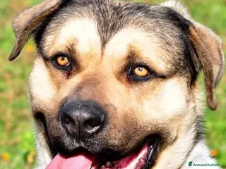 Meticcio cani Pablo cagnolone meraviglioso - Annuncio 38