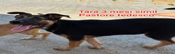 Meticcio cani in regalo: Troppi cuccioli soli in rifugio  a Provincia di Verona - Annuncio 11