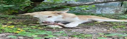 Meticcio cani in regalo: Simba a Provincia di Cosenza - Annuncio 4