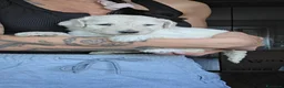 Barbone cani in vendita: Cuccioli Barbone Grande Mole - Annuncio 6