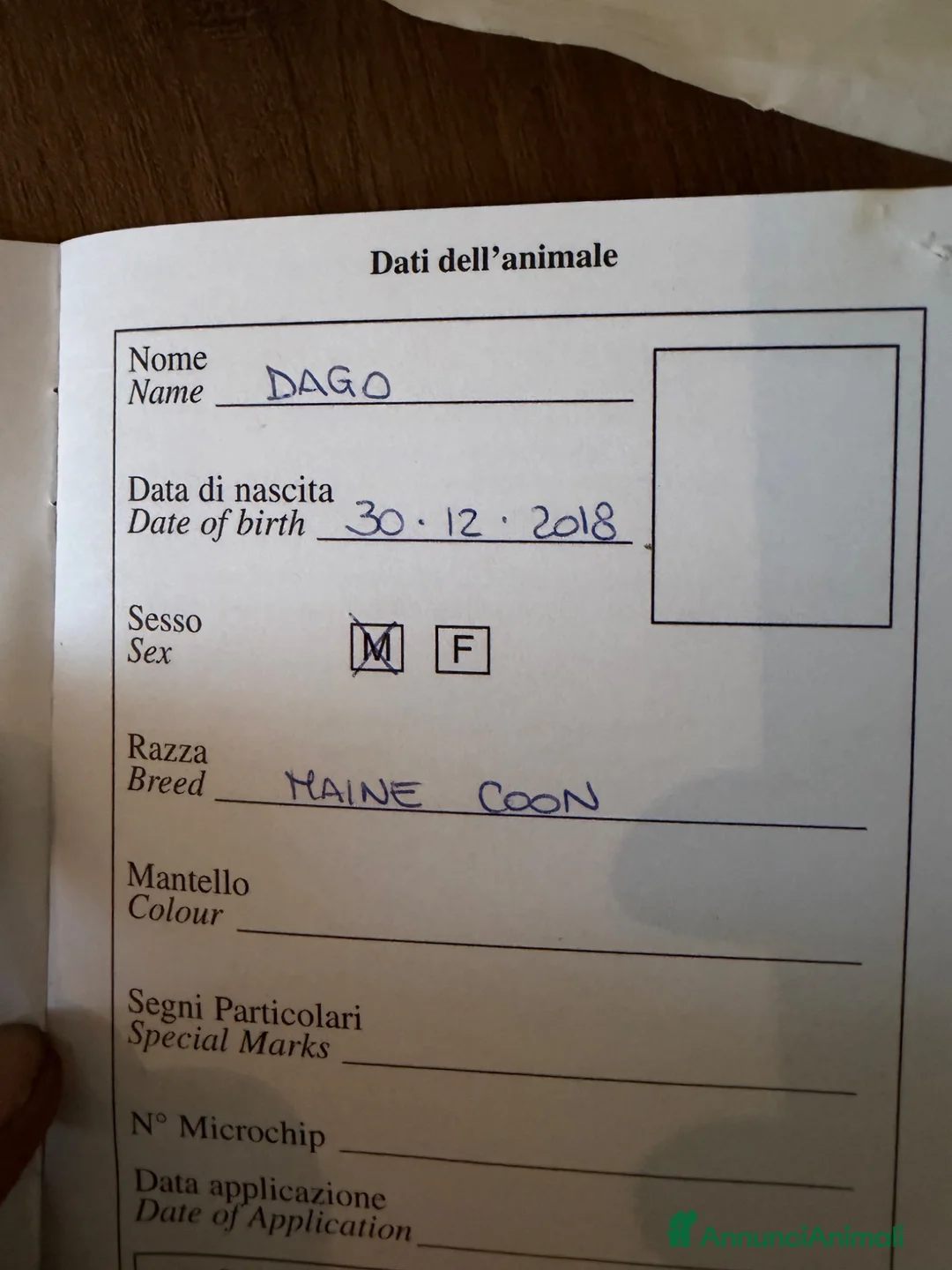 Maine Coon gatti in vendita: maine coon 7 anni - Annuncio 2