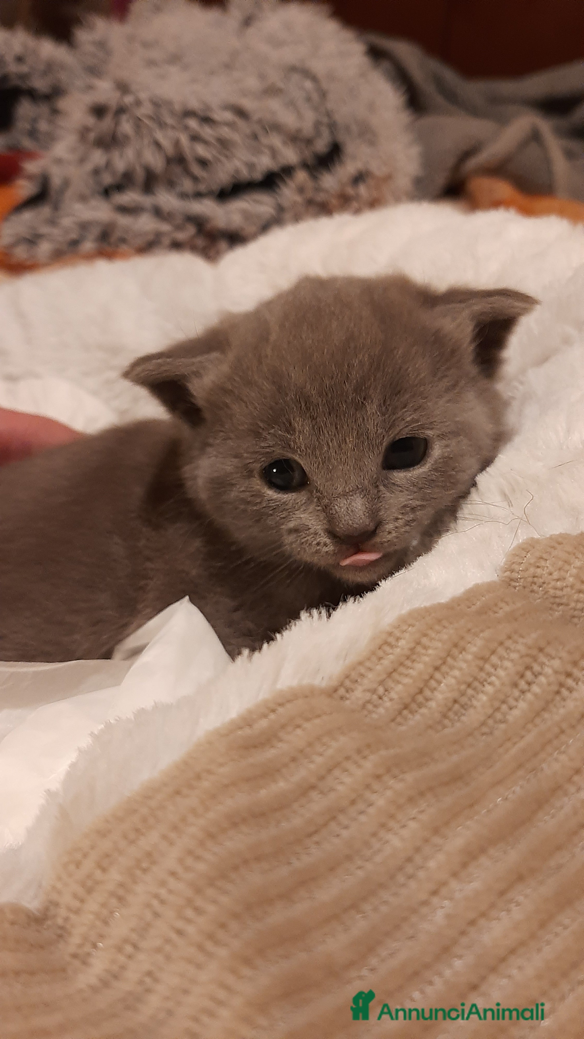 Certosino gatti in vendita: cucciole disponibili - Annuncio 1