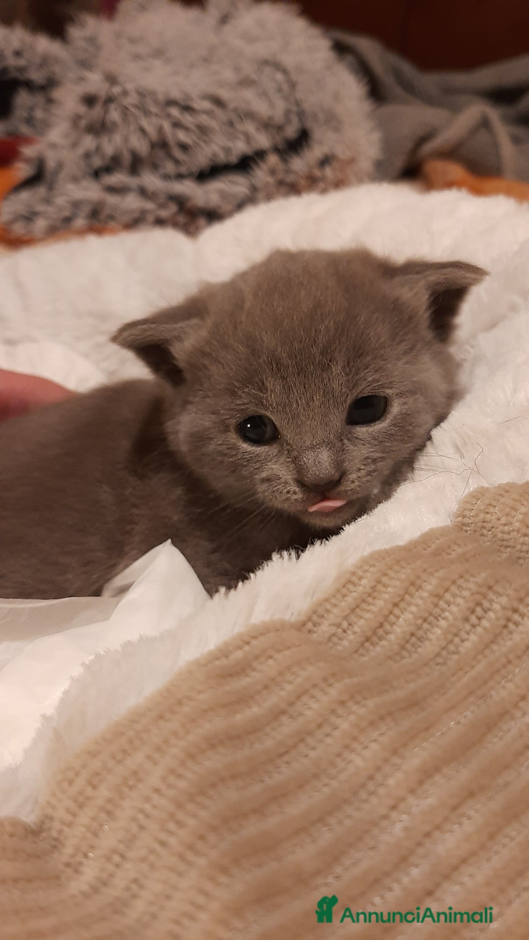 Certosino gatti in vendita: cucciole disponibili - Annuncio 1