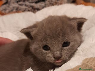 Certosino gatti cucciole disponibili - Annuncio 2