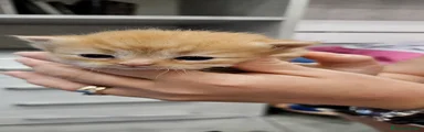 Persiano 3