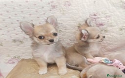 Chihuahua cani in vendita: Cuccioli Chihuahua a pelo lungo con Pedegree Enci  - Annuncio 3