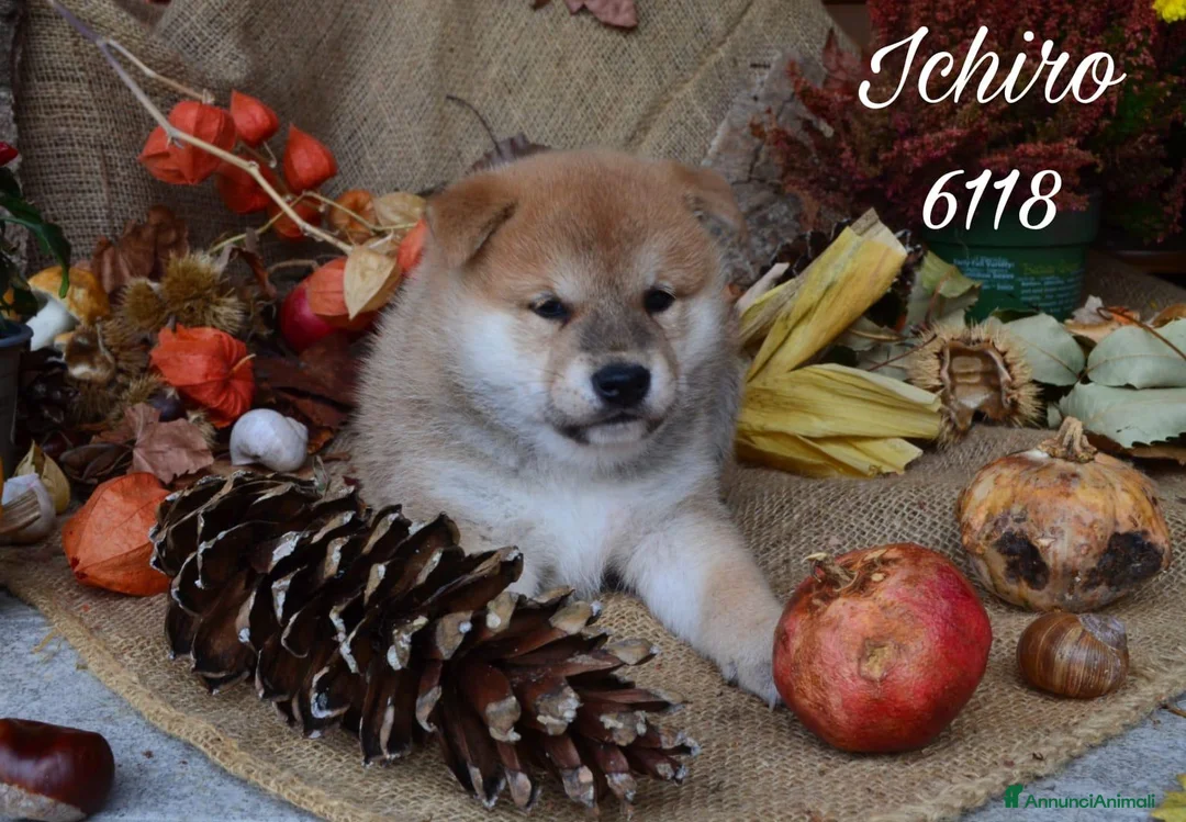 Immagine della galleria {{count}}