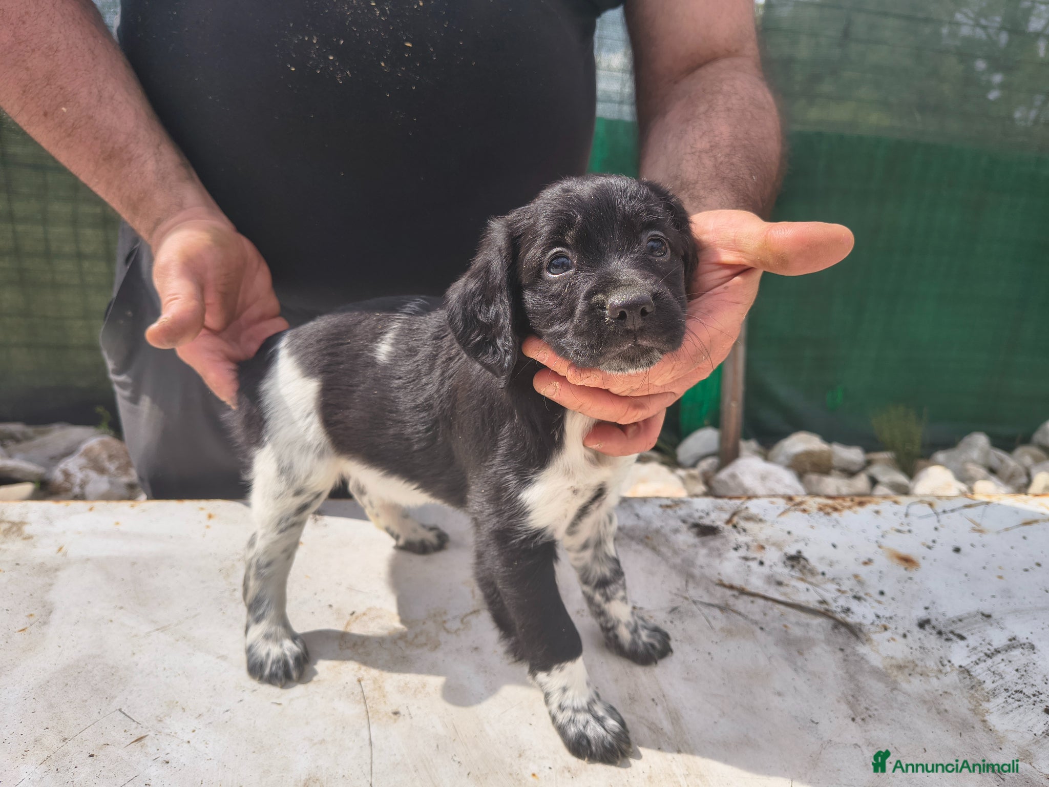 Breton cani Cucciole Breton - Annuncio 1