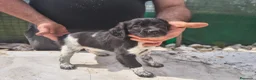 Breton cani in vendita: Cucciole Breton a Provincia di Pavia - Annuncio 1