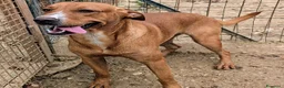Meticcio cani in regalo: ADOTTA IL BELLISSIMO CORFU' a Provincia di Prato - Annuncio 5