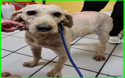 Lagotto cani in regalo: ALDO, DOLCE SIMIL LAGOTTINO 4 ANNI, UNA VITA NEGAT - Immagine 10