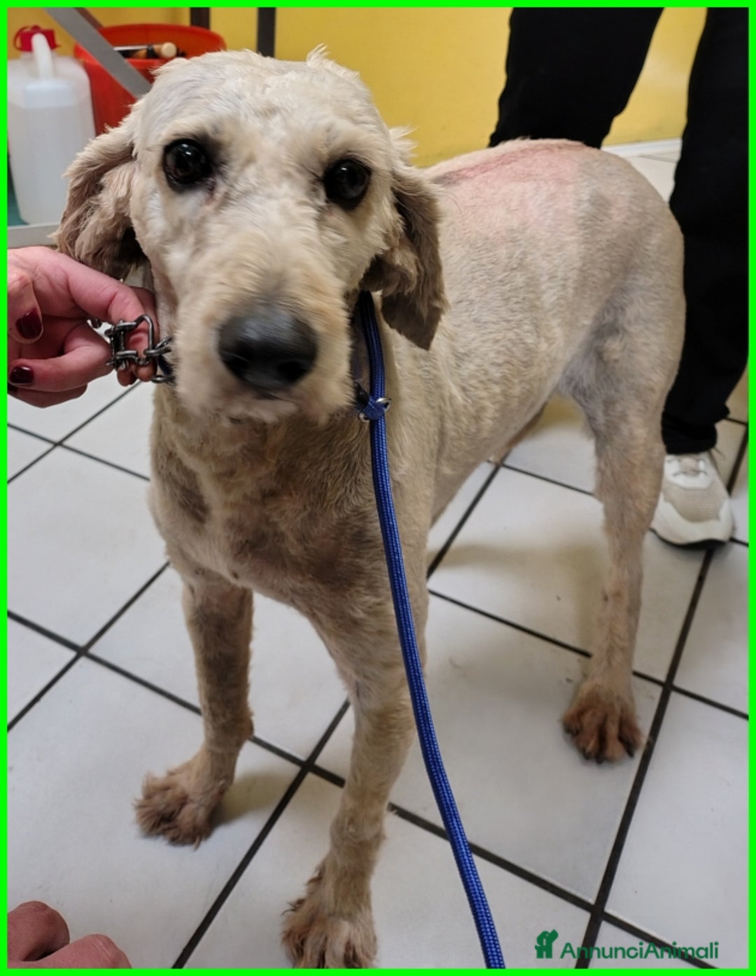 Lagotto cani in regalo: ALDO, DOLCE SIMIL LAGOTTINO 4 ANNI, UNA VITA NEGAT - Immagine 10