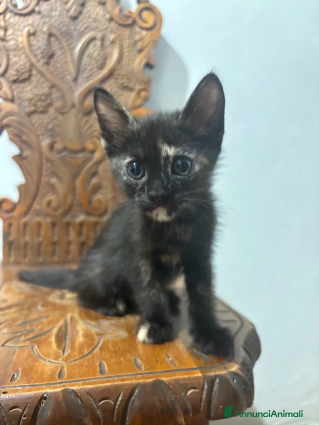 Meticcio gatti in vendita: 4 gattini  - Annuncio 2